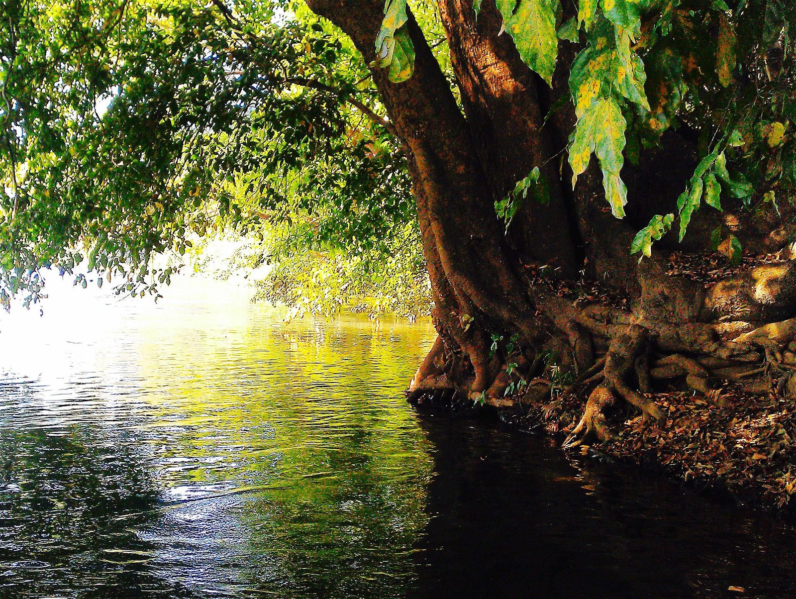 Backwaters and calm Kali River scenery near Dandeli