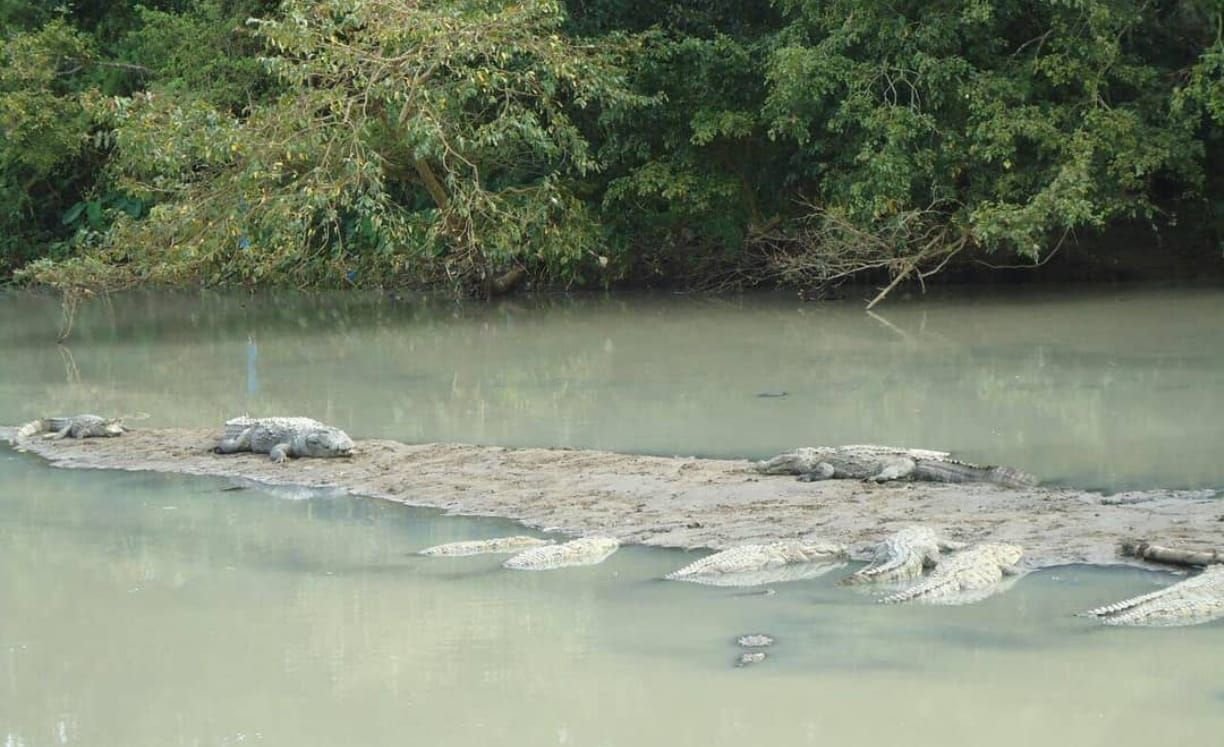 Crocodile Park near the Kali River in Dandeli